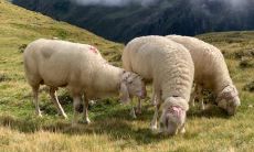 属羊2021.10.26运势 小心祸从口出