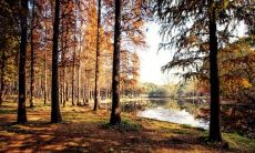 英语语言属什么五行 属木的佩戴什么最好