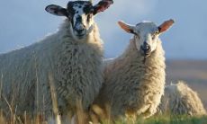 属羊2021.10.20运势 做事要小心