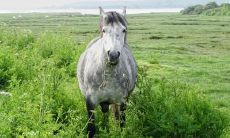 属羊2021.10.18运势 保持心平静和