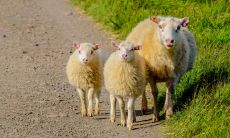 属羊2021.10.16运势 会受到称赞