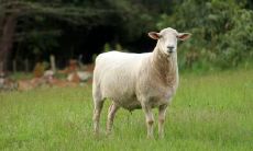 属羊2021.10.10运势 运势不错