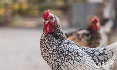 属鸡2023.2.25运势 懂得经商