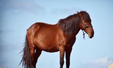 1966年属马男2022年运势及运程详解