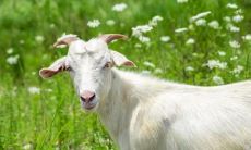 属羊2021.10.4运势 不要太任性