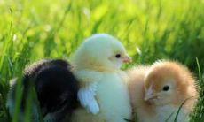 属鸡2023.2.22运势 袒露心事