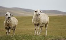 属羊2021.10.3运势 会有不错的邂逅