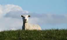 属羊2021.9.30运势 事业运不错