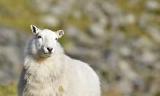 属羊2021.9.24运势 贵人相助