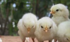 属鸡2023.3.6运势 贪小便宜吃大亏