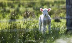 属羊2021.9.19运势 易遇心仪对象