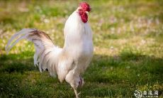 属鸡2023.3.8运势 要保持好心态