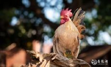 属鸡2023.3.15运势 提建议