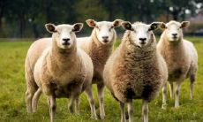 属羊2021.9.11运势 财运爱情运双下降