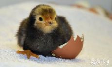 属鸡2023.3.17运势 厚道