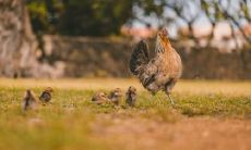 属鸡2021.12.13运势 八方来财