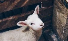 属羊2021.9.10运势 运势非常好