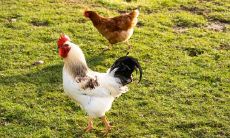 属鸡2021.12.11运势 极具责任感