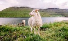 属羊2021.9.7运势 整体运势上升