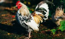 属鸡2021.12.8运势 强烈的责任心