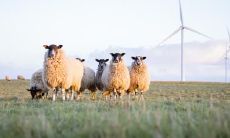 1967年属羊男2022年运势及运程详解