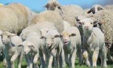 属羊2021.9.3运势 感情有利事业不佳