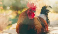 属鸡2021.12.5运势 爱情运势佳