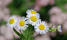 腊月初生属羊女就是好命 属狗女几月出生命最好