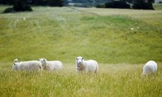 79年羊男44岁在2022虎年每月运势