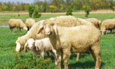 属羊2021.8.31运势 压力也能成为动力