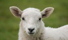 属羊2021.8.28运势 付出会有相应的回报