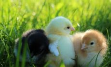 属鸡2021.11.28运势 过于浮躁