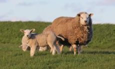 属羊2021.8.26运势 感情需要自己多努力