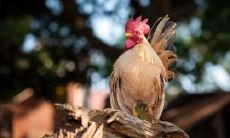 属鸡2021.11.24运势 要小心