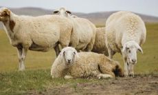 属羊2021.8.22运势 运势大吉可积极学习