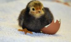 属鸡2021.11.19运势 工作效率很快