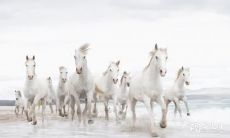 1978年属马人2023年财运 78属马人的发财运岁数