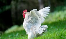 属鸡2021.11.12运势 心态良好