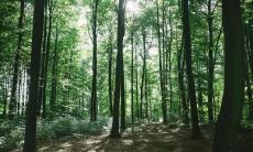 养生保健五行属性是啥 属火不适合养鱼吗