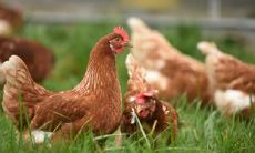 属鸡2021.11.10运势 优柔寡断