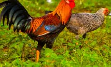 属鸡2021.11.6运势 机遇多