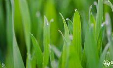 2023年4月11日剖腹产、4月12日剖腹产好不好