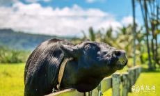 属牛2023.3.10运势 独树一帜