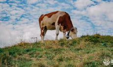 属牛2023.3.6运势 貌是情非