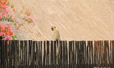 属猴2023.3.30运势 辛劳付出