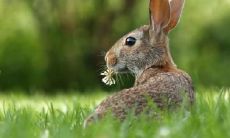 我属兔女儿属猪相合吗 第二胎生什么好