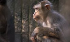 属猴2023.3.17运势 切勿冒险