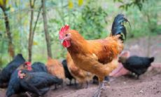 属鸡2021.10.10运势 深受器重