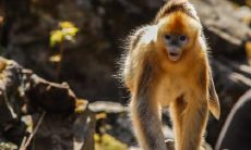 属猴的能不能生虎宝宝 最适合几月生虎宝宝