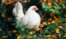 属鸡2021.10.6运势 运势很好